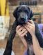 Great Dane Puppies for sale in Union City, TN 38261, USA. price: $500