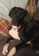 Great Dane Puppies for sale in Lancaster, KY 40444, USA. price: NA
