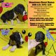 Great Dane Puppies for sale in Cassatt, SC 29032, USA. price: $800