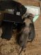 Great Dane Puppies for sale in Westfield, IL 62474, USA. price: $600