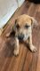 Great Dane Puppies for sale in Wynantskill, NY, USA. price: NA