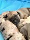 Great Dane Puppies for sale in Fort Bragg, NC, USA. price: NA