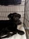Great Dane Puppies for sale in O'Fallon, MO, USA. price: $1,500