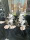 Great Dane Puppies for sale in Corona, CA 92880, USA. price: NA