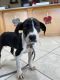 Great Dane Puppies for sale in Philadelphia, PA, USA. price: $615