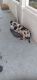 Great Dane Puppies for sale in Montvale, VA, USA. price: $150