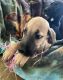 Great Dane Puppies for sale in Dunn, NC 28334, USA. price: $700