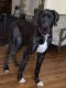 Great Dane Puppies for sale in Grosse Pointe Woods, MI 48236, USA. price: NA
