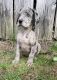 Great Dane Puppies for sale in Saltville, VA, USA. price: $1,500