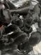 Great Dane Puppies for sale in Milbridge, ME 04658, USA. price: NA