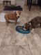 Great Dane Puppies for sale in Rosamond, CA, USA. price: NA