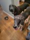 Great Dane Puppies for sale in Baytown, TX, USA. price: $200