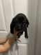 Great Dane Puppies for sale in Memphis, TN, USA. price: NA