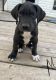 Great Dane Puppies for sale in Columbia, SC, USA. price: $500