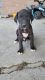 Great Dane Puppies for sale in Clarinda, IA 51632, USA. price: $400