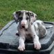 Great Dane Puppies for sale in Los Fresnos, TX 78566, USA. price: $600