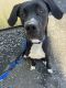 Great Dane Puppies for sale in 8607 Cunningham Dr, Berwyn Heights, MD 20740, USA. price: NA