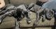 Great Dane Puppies for sale in Buford, GA, USA. price: $900