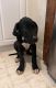 Great Dane Puppies for sale in Twentynine Palms, CA 92277, USA. price: $300