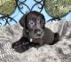Great Dane Puppies for sale in McKinney, TX, USA. price: NA