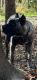 Great Dane Puppies for sale in Waldorf, MD, USA. price: $750