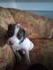 Great Dane Puppies for sale in Coopersville, MI 49404, USA. price: NA