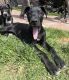 Great Dane Puppies for sale in Huntington Beach, CA, USA. price: $1,000