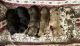 Great Dane Puppies for sale in Woodward, OK 73801, USA. price: NA