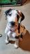 Great Dane Puppies for sale in Fremont, MI, USA. price: $2,000