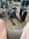 Great Dane Puppies for sale in Boulder City, NV, USA. price: $1,500