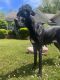 Great Dane Puppies for sale in Buford, GA, USA. price: $500