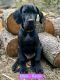 Great Dane Puppies for sale in Putney, VT 05346, USA. price: NA