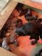Great Dane Puppies for sale in Grainger County, TN, USA. price: $1,400