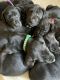 Great Dane Puppies for sale in Liberty, NY, USA. price: $400