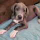 Great Dane Puppies for sale in Lemoore, CA 93245, USA. price: $1,000