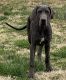 Great Dane Puppies for sale in Elkton, KY 42220, USA. price: $400