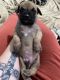 Great Dane Puppies for sale in Lebanon, VA 24266, USA. price: $1,000