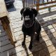 Great Dane Puppies for sale in Corbin, KY 40701, USA. price: $300