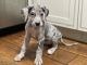 Great Dane Puppies for sale in Buford, GA 30519, USA. price: $800