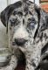 Great Dane Puppies for sale in 215 Darby St, Bennettsville, SC 29512, USA. price: NA