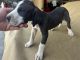 Great Dane Puppies for sale in Devore Heights, CA 92407, USA. price: $500