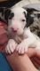 Great Dane Puppies for sale in Fairfield, CT, USA. price: $1,800