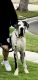 Great Dane Puppies for sale in Herndon, PA, USA. price: $5,000