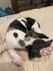 Great Dane Puppies for sale in Kingston, GA, USA. price: $700