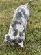 Great Dane Puppies for sale in Wilton, CA, USA. price: $1,100