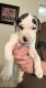 Great Dane Puppies for sale in Fort Dodge, IA 50501, USA. price: $800