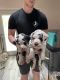 Great Dane Puppies for sale in Chicago, IL, USA. price: $2,600