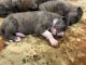 Great Dane Puppies for sale in Belle Chasse, LA, USA. price: NA