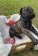 Great Dane Puppies for sale in Leesburg, GA 31763, USA. price: NA