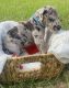 Great Dane Puppies for sale in Leesburg, GA 31763, USA. price: NA